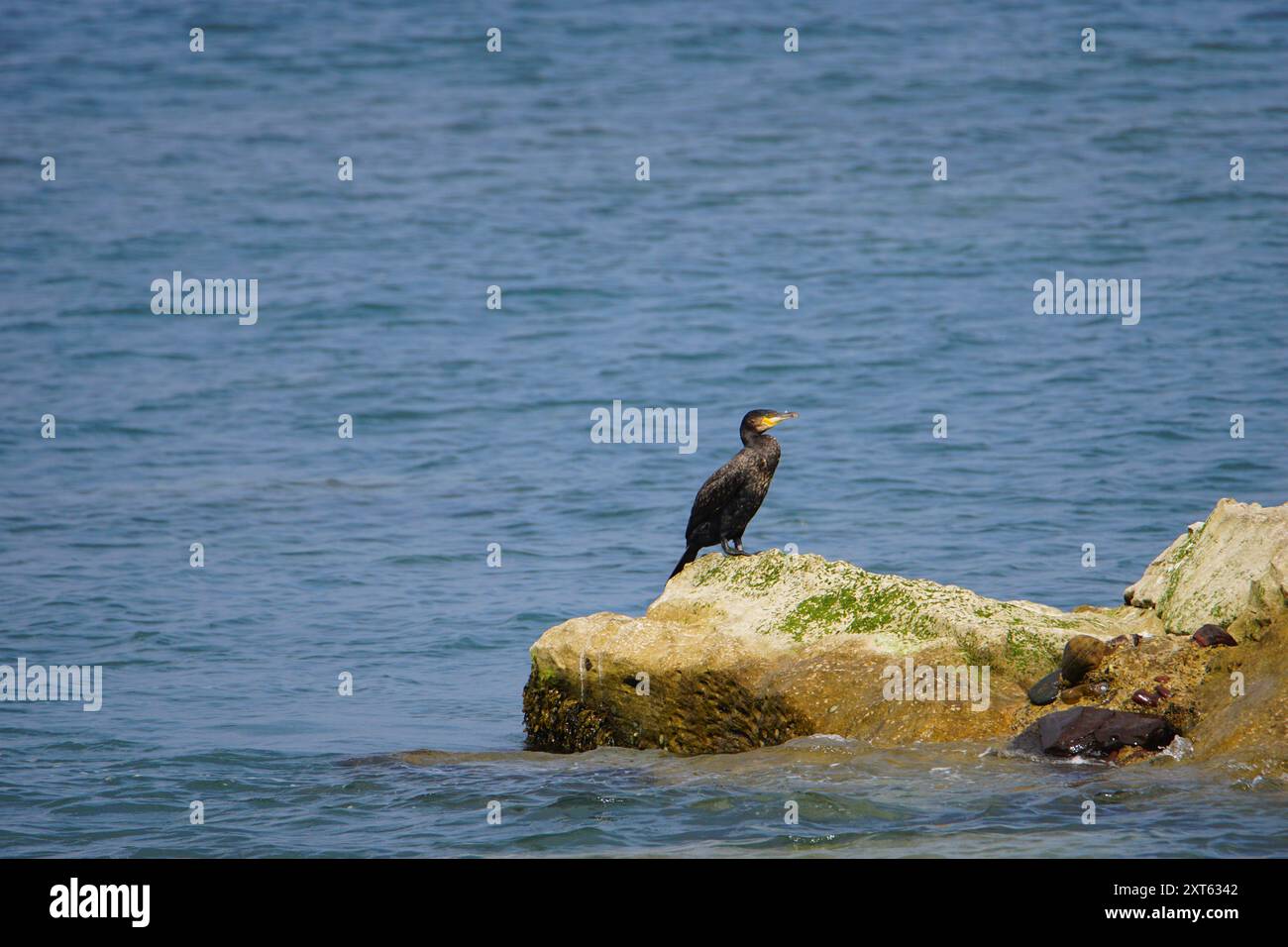 Großer Kormoran in Runswick Bay, North Yorkshire, England, Großbritannien Stockfoto