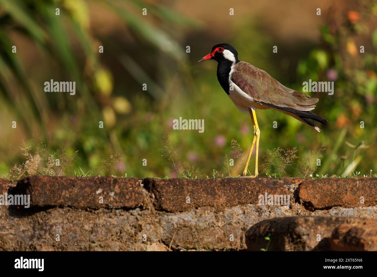 Roter, kippender Vanellus indicus asiatischer Pflug, Watvögel in Charadriidae, Bodenvogel, der nicht hocken kann. Wasservogel auf dem Gras und Ananci Stockfoto