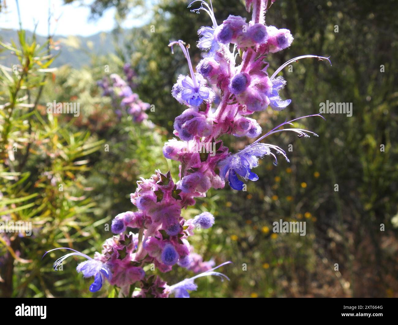 Wollbluecurls (Trichostema lanatum) Plantae Stockfoto