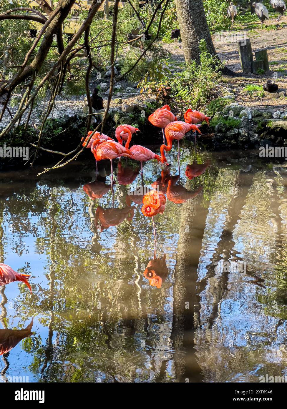 Blick auf die exotischen florida Flamingos bei einer Fütterung der wilden Tiere Stockfoto