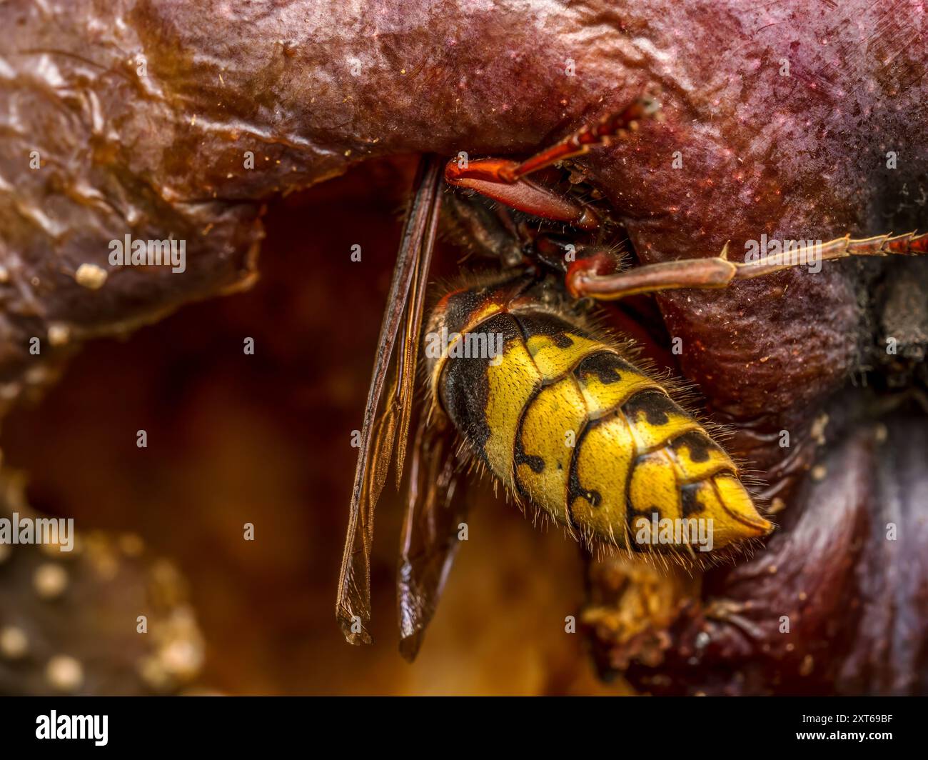 Nahaufnahme einer Hornisse, die verfaulten Apfel isst, der auf Apfelbaum wächst Stockfoto