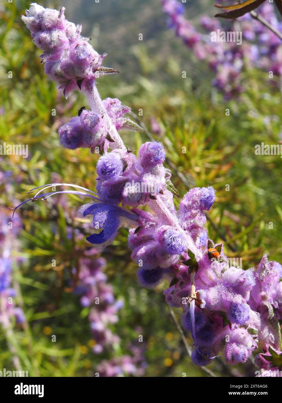 Wollbluecurls (Trichostema lanatum) Plantae Stockfoto