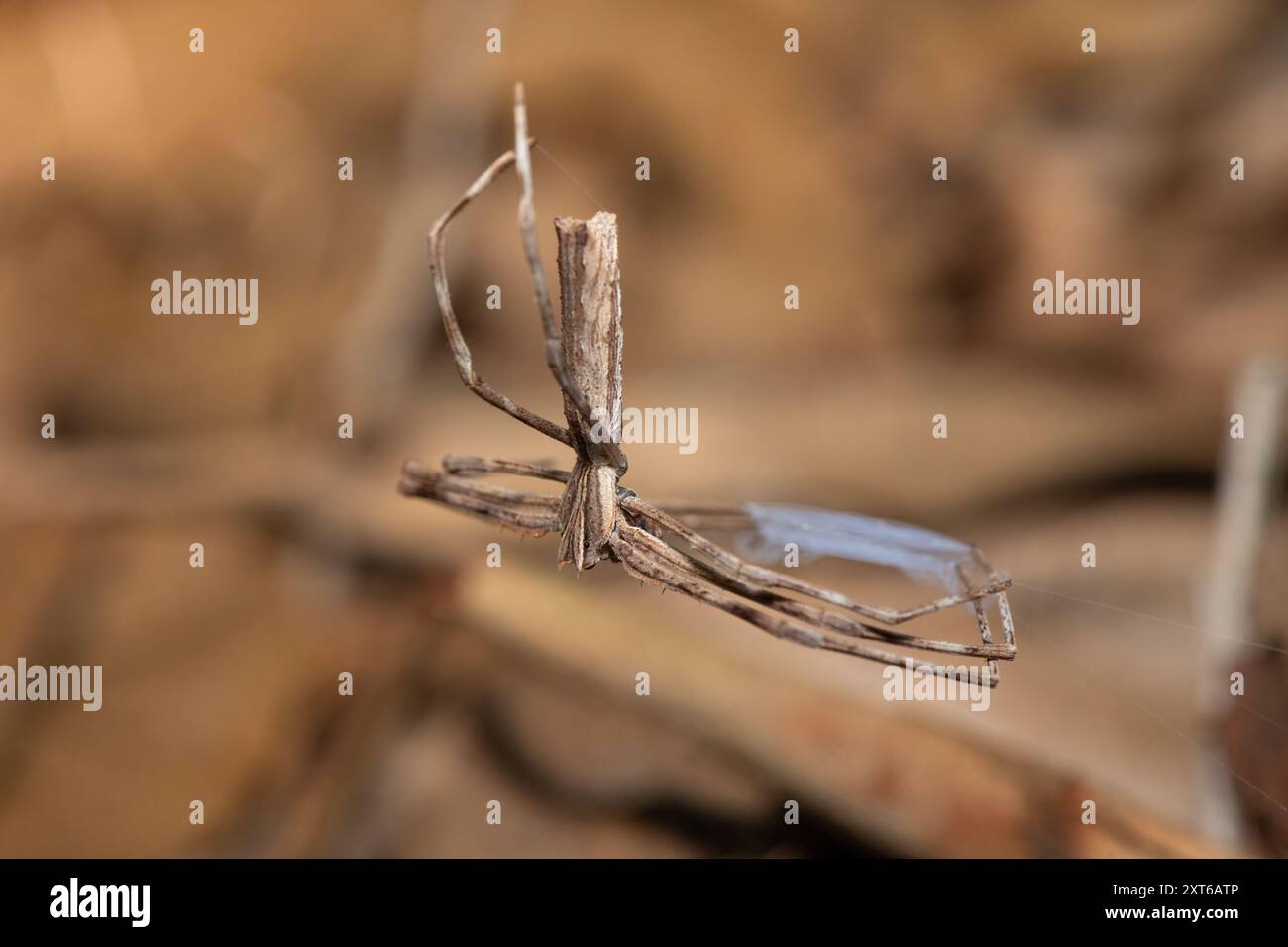 Langpalp Oger-Faced Spider (Asianopis cylindrica) macht sich bereit, Beute in einem Küstenwald zu überfallen Stockfoto