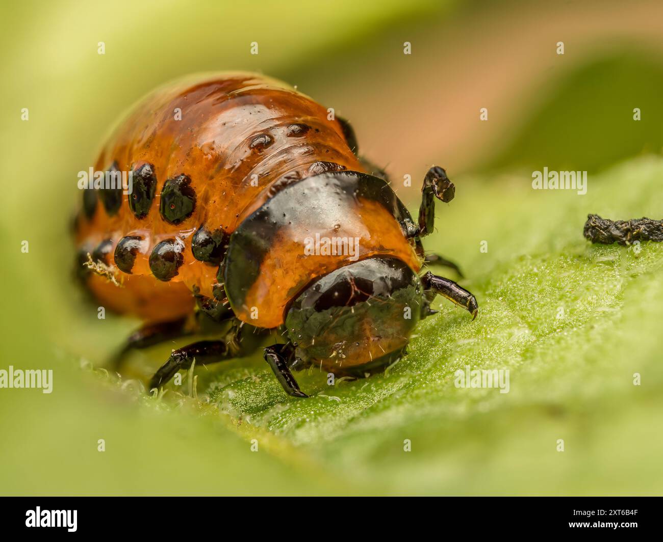 Nahaufnahme von Colorado Kartoffelkäfer-Larve auf Kartoffelpflanze Stockfoto