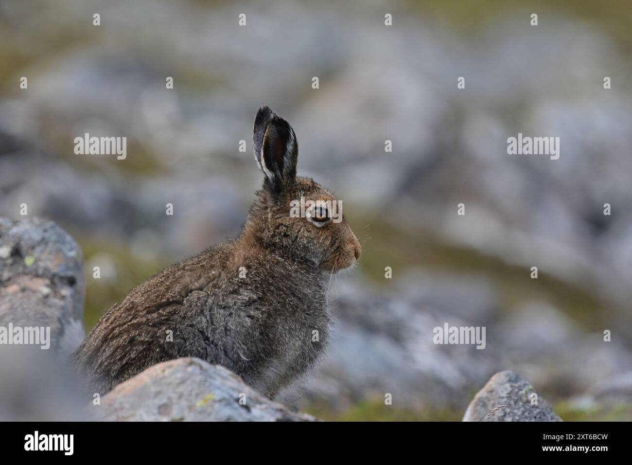 Berghase Lepus timidus Stockfoto