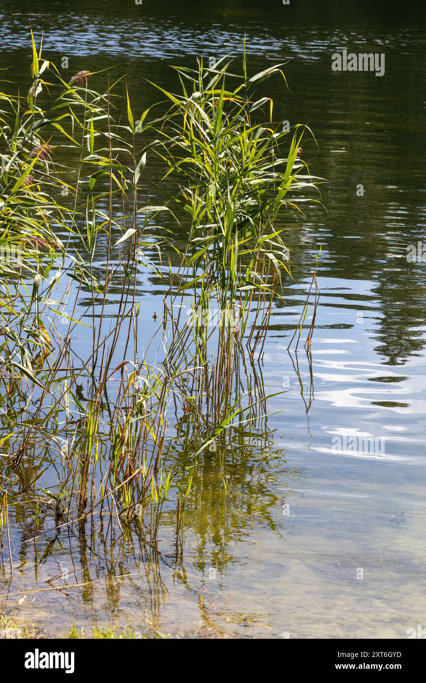 Hohes grünes Schilf, das am Rand eines ruhigen Gewässers wächst, mit Reflexionen auf der Wasseroberfläche. Stockfoto