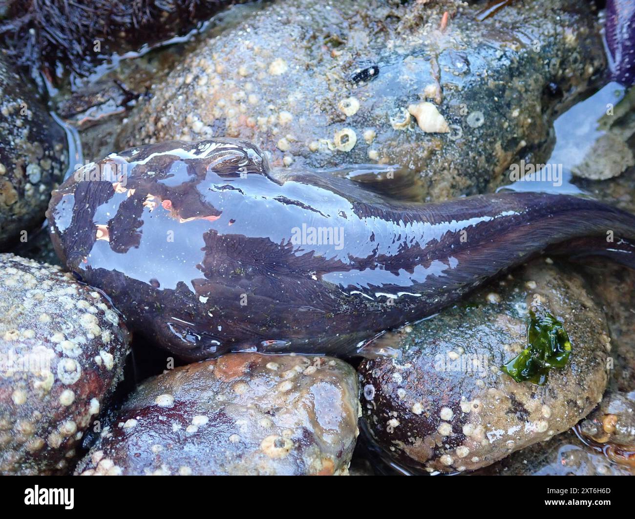Plainfin Midshipman (Porichthys notatus) Actinopterygii Stockfoto