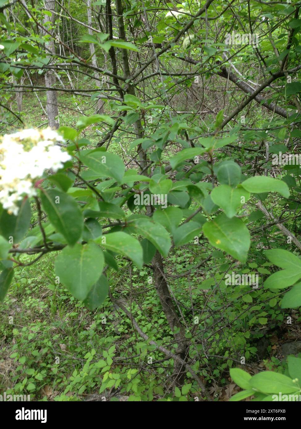 Blackhaw (Viburnum prunifolium) Plantae Stockfoto