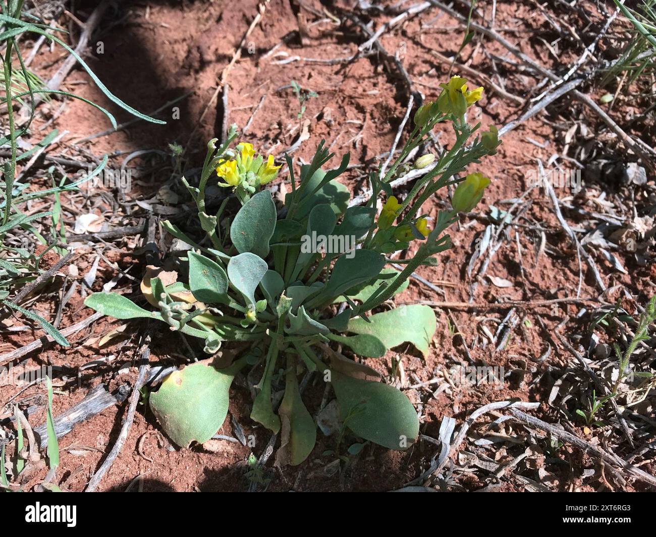 Blasenschoten (Physaria) Plantae Stockfoto
