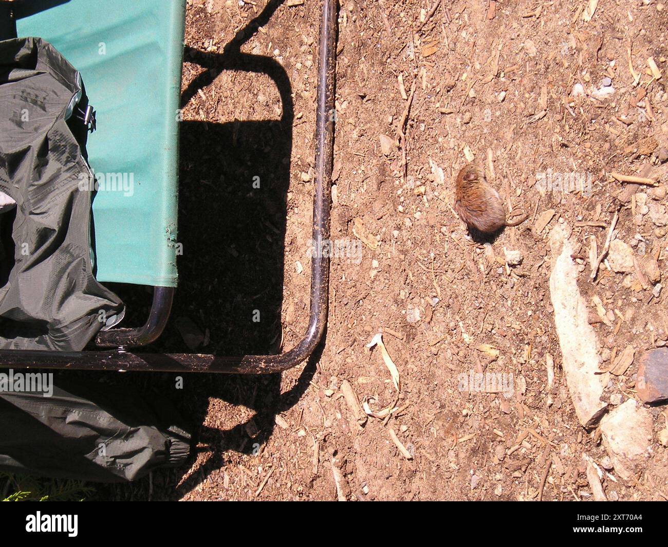 Südliches Rotrücken-Vole (Clethrionomys gapperi) Mammalia Stockfoto