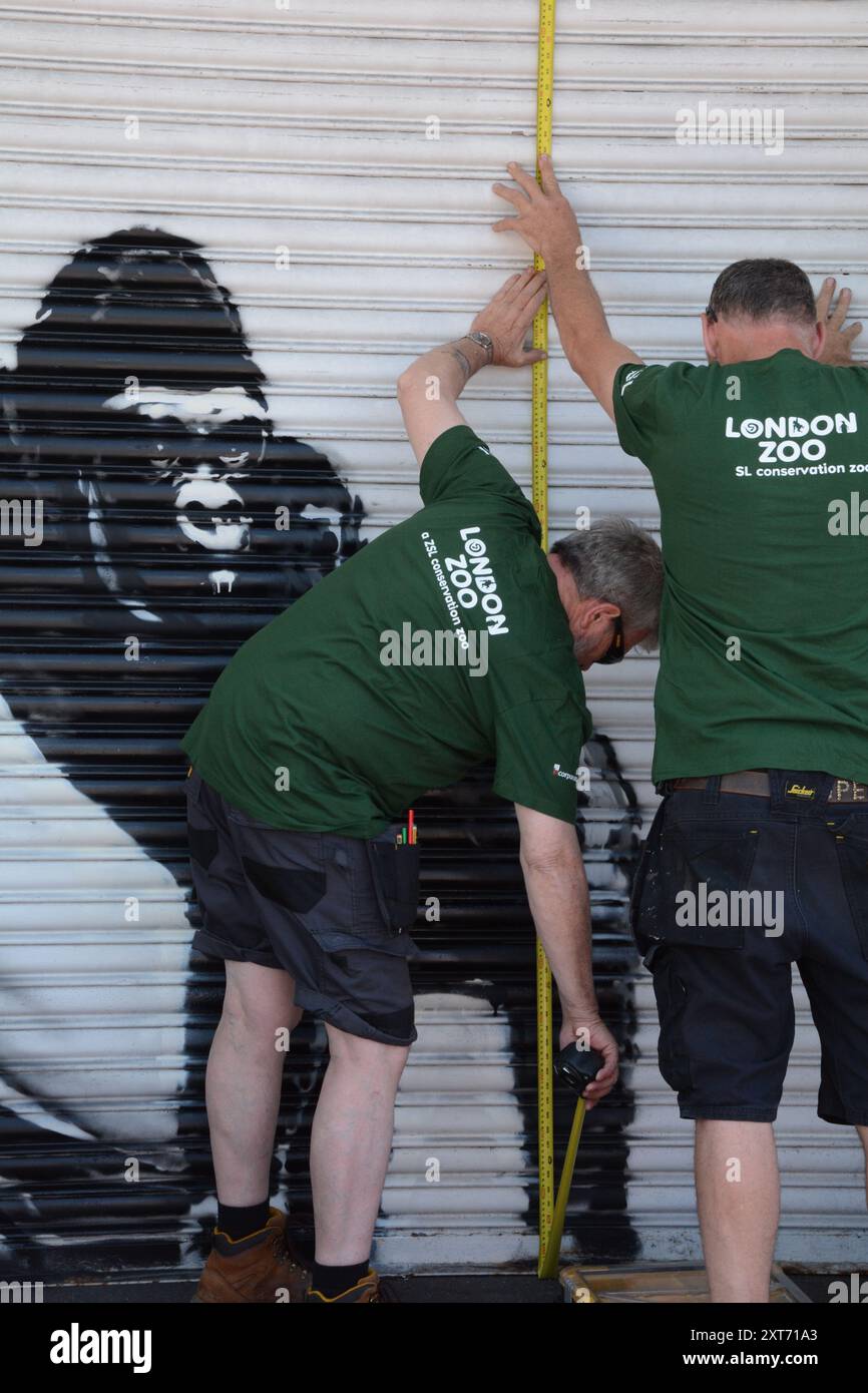 Banksy's Gorilla an den Fensterläden des Londoner Zoos 13. August 2024, bevor er hinter reflektierendem Flexiglas/Perpsex platziert wurde. Stockfoto