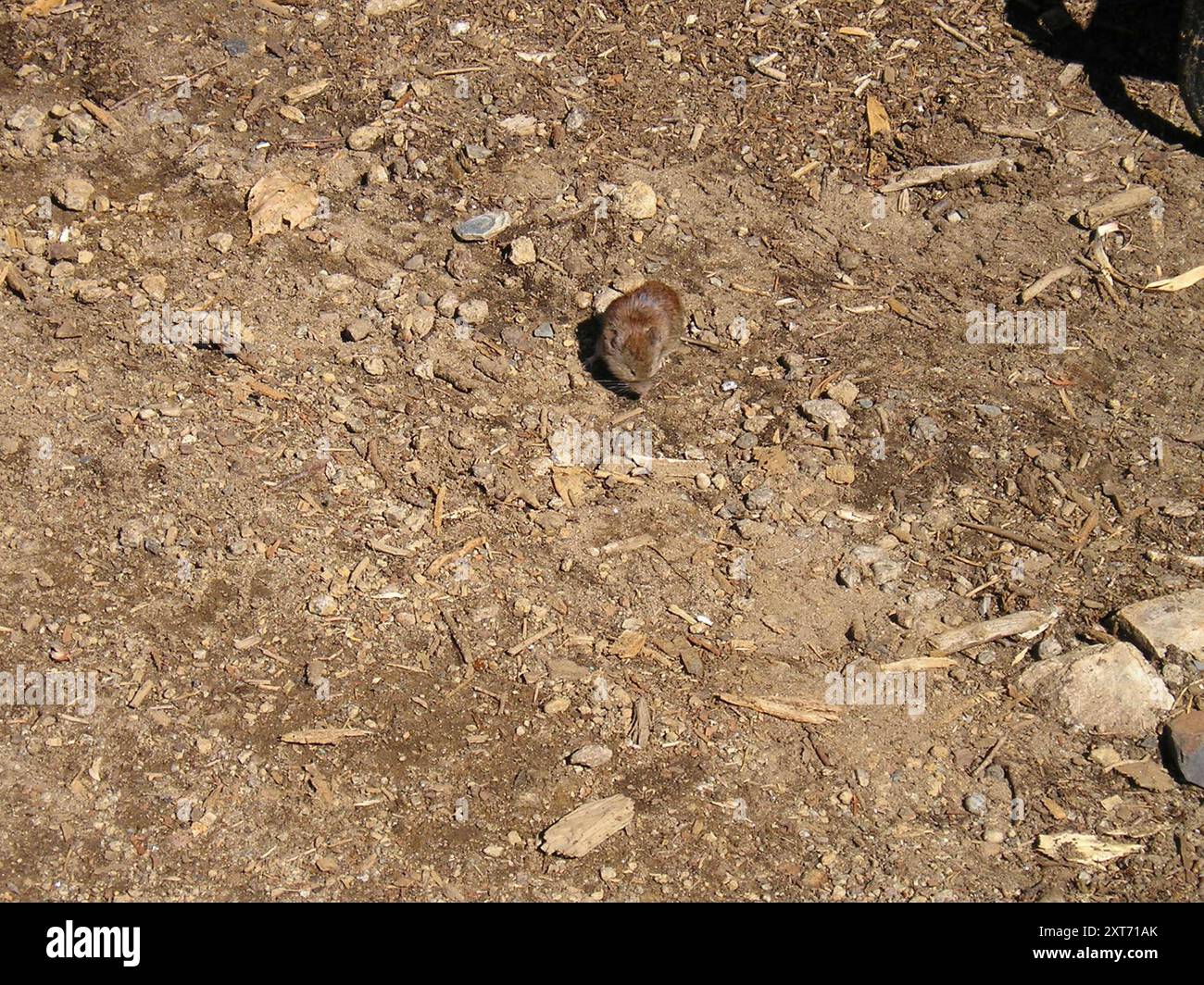 Südliches Rotrücken-Vole (Clethrionomys gapperi) Mammalia Stockfoto