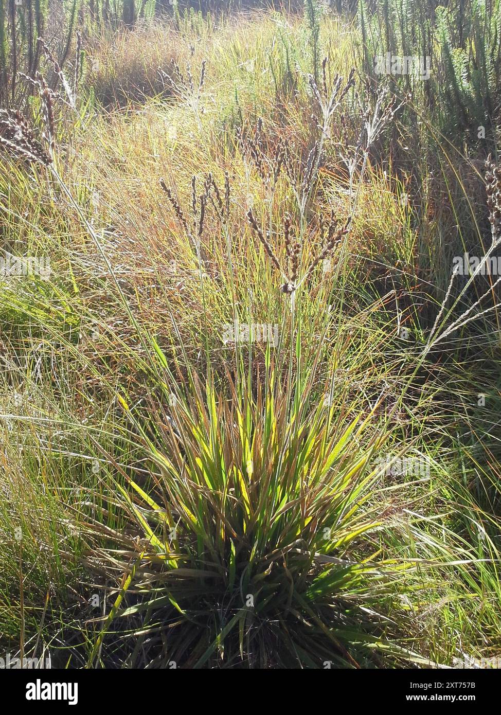 C3 Cockatoo Gras (Alloteropsis semialata eckloniana) Plantae Stockfoto