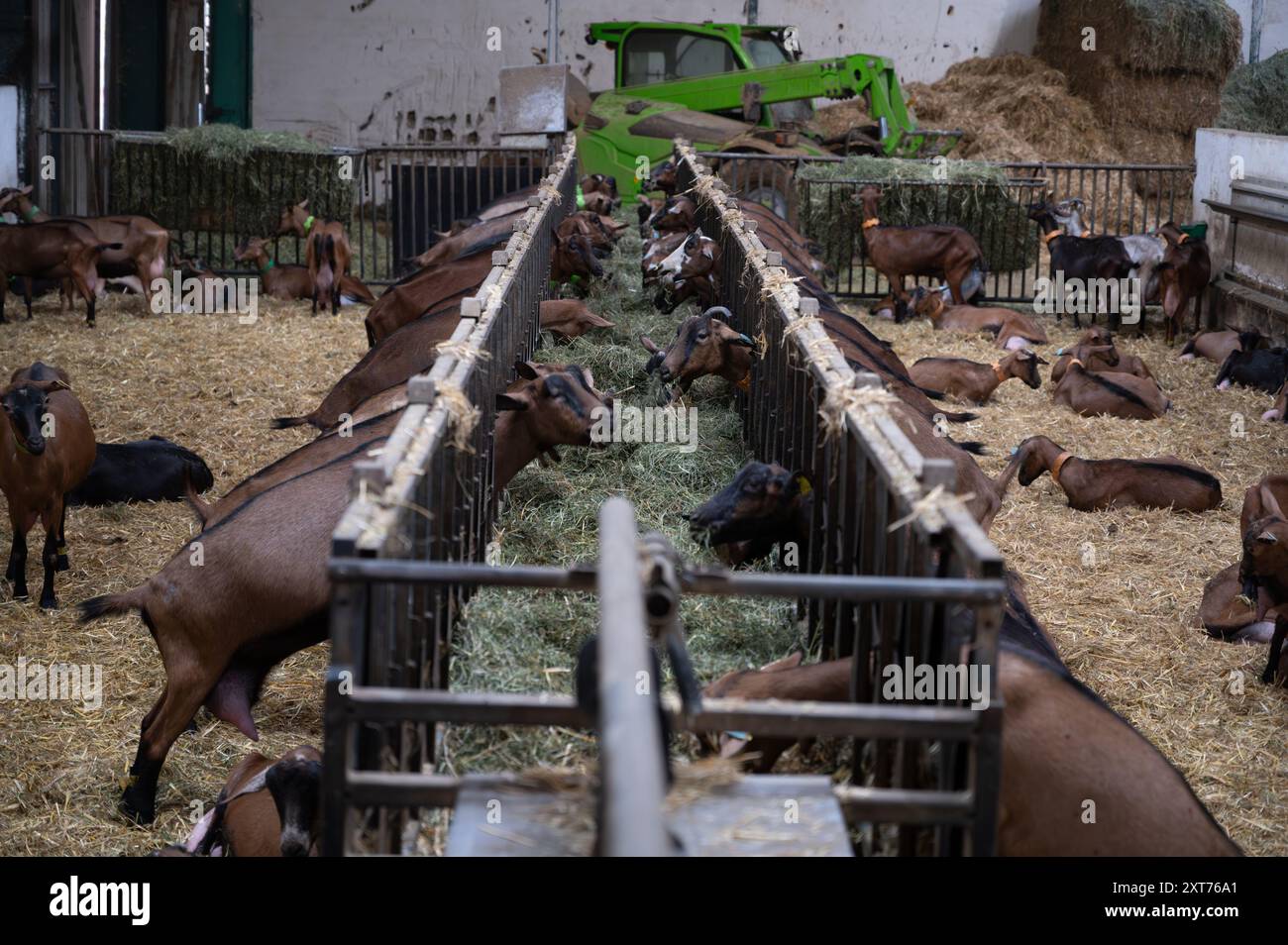 Käseherstellung auf Ziegenfarm, Rocamadour-Weichziegenkäse mit weicher Rinde, hergestellt auf dem Bauernhof in Perigord und Quercy, Frankreich, fa Stockfoto