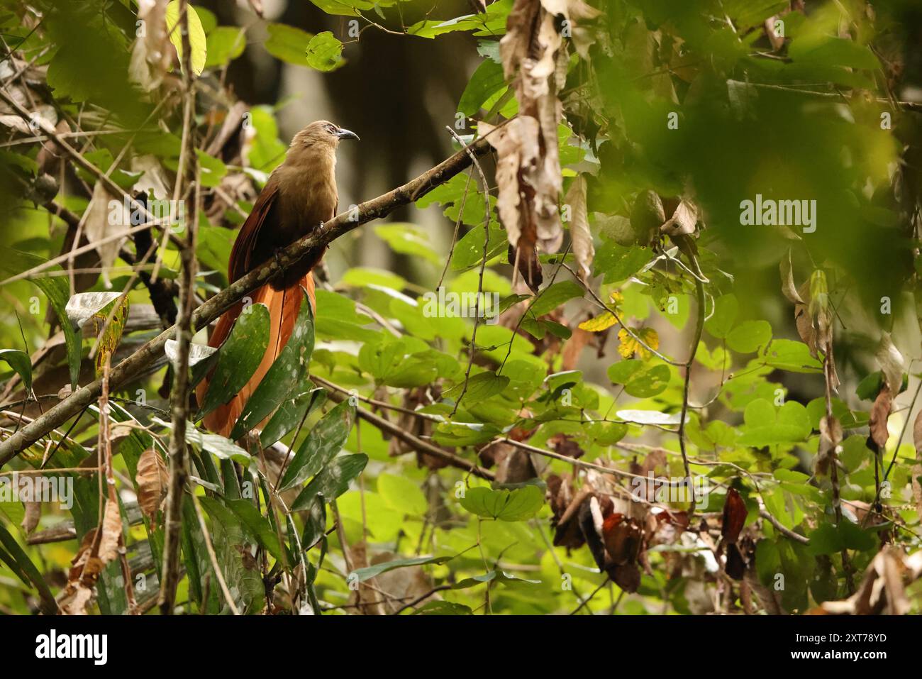 Bay Coucal (Centropus celebensis) ist eine Kuckucksart aus der Familie der Cuculidae. Sie ist endemisch in Sulawesi, Indonesien. Stockfoto