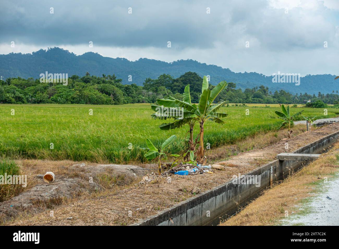 Ein Bewässerungs- und Entwässerungskanal verläuft zwischen einer Straße und Reisfeldern in Balik Pulau in Peang, Malysia. Ein stimmungsvoller Himmel deutet darauf hin, dass Regen auf dem Weg ist. Stockfoto