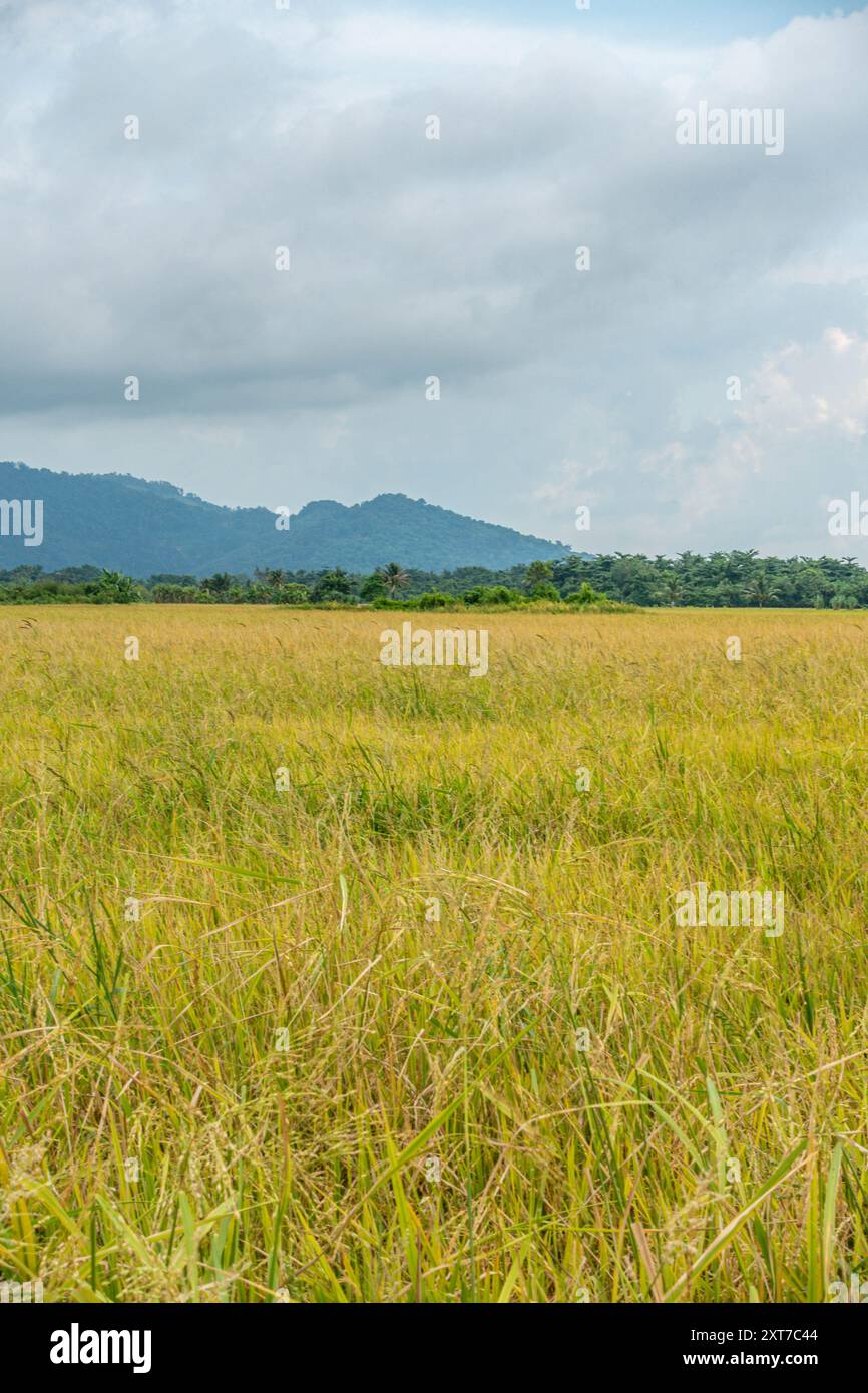 Ein Blick auf die tropische Landschaft mit Blick auf Reisfelder in Balik Pulau, Penang, Malaysia. Stockfoto