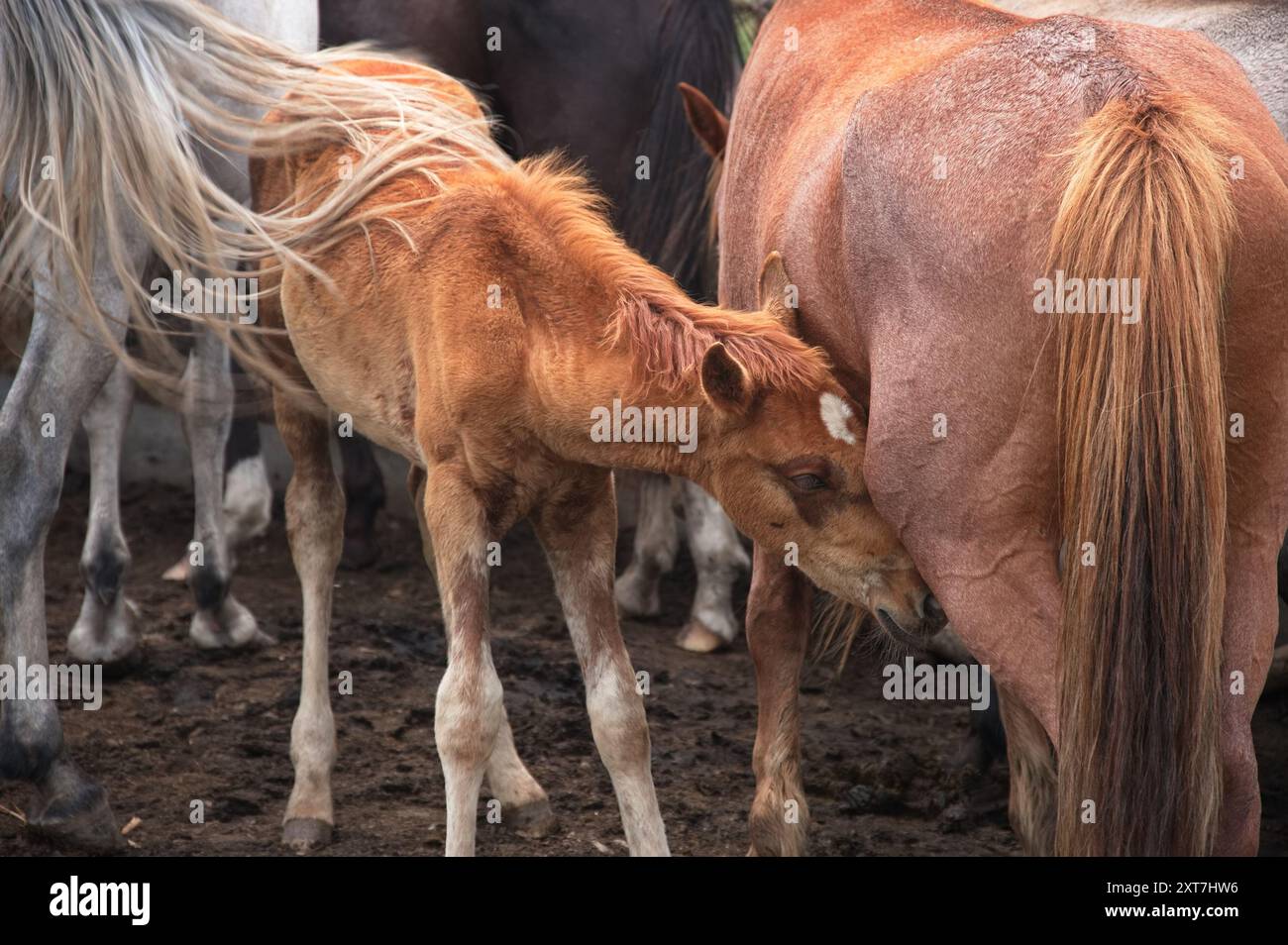 Ein kleines Fohlen, das eine Stute in Kirgisistan säugt Stockfoto