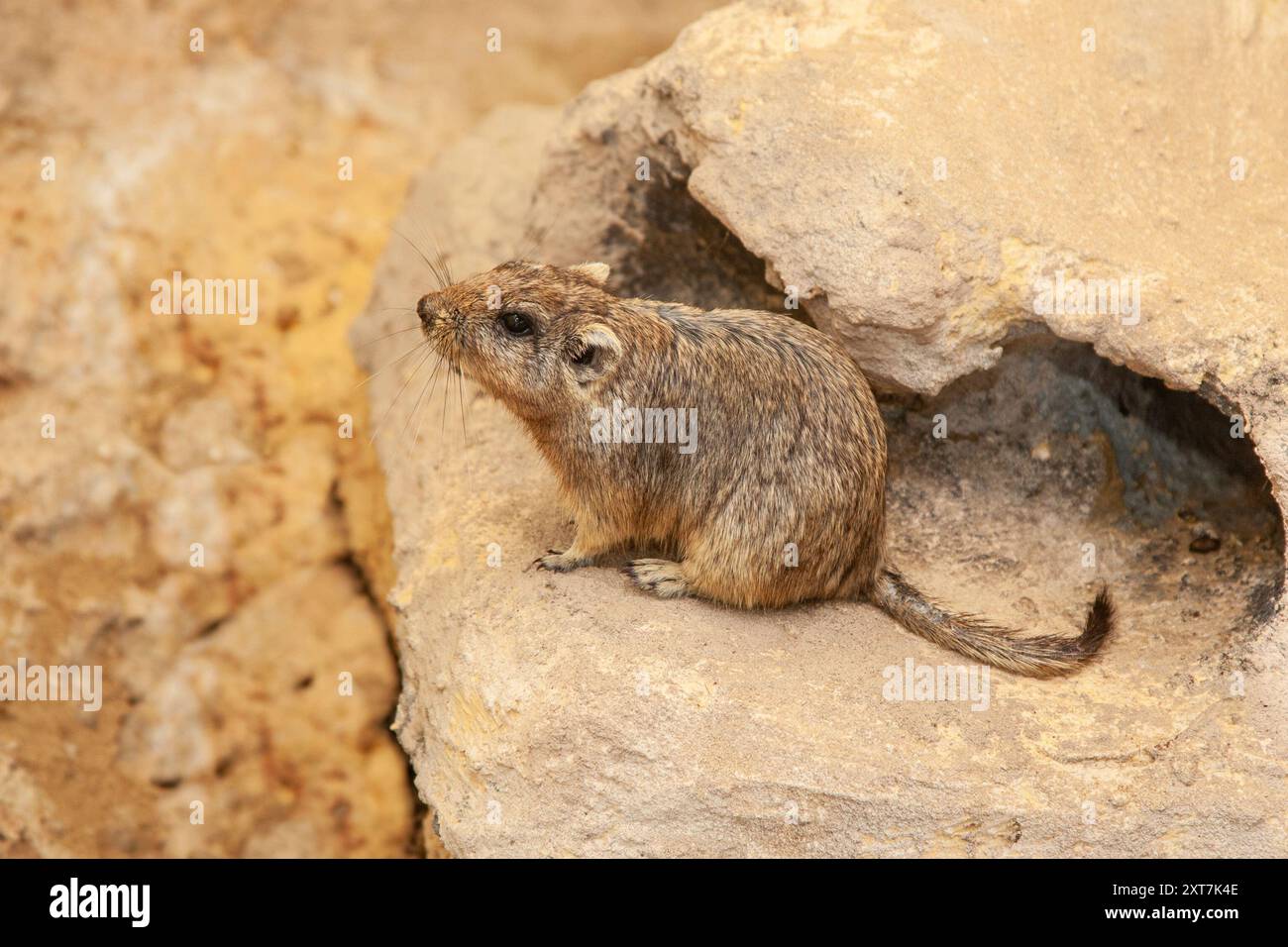 Fettsandratte (Psammomys obesus). فأر الرمل السمين dieses Landnagetier kommt vor allem in Nordafrika und im Nahen Osten vor, von Mauretanien aus Stockfoto