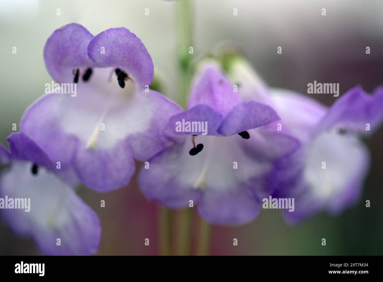 Nahaufnahme der Blumen von Penstemon 'Alice Hindley' im Sommer Stockfoto