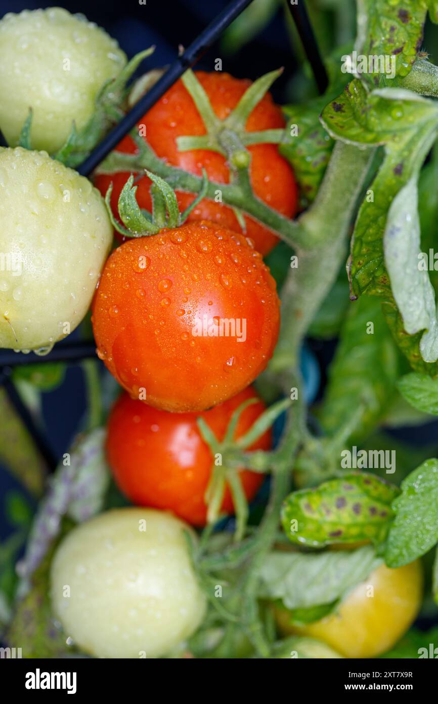 „Promyk“-Tomate, Tomate (Solanum lycopersicum) Stockfoto