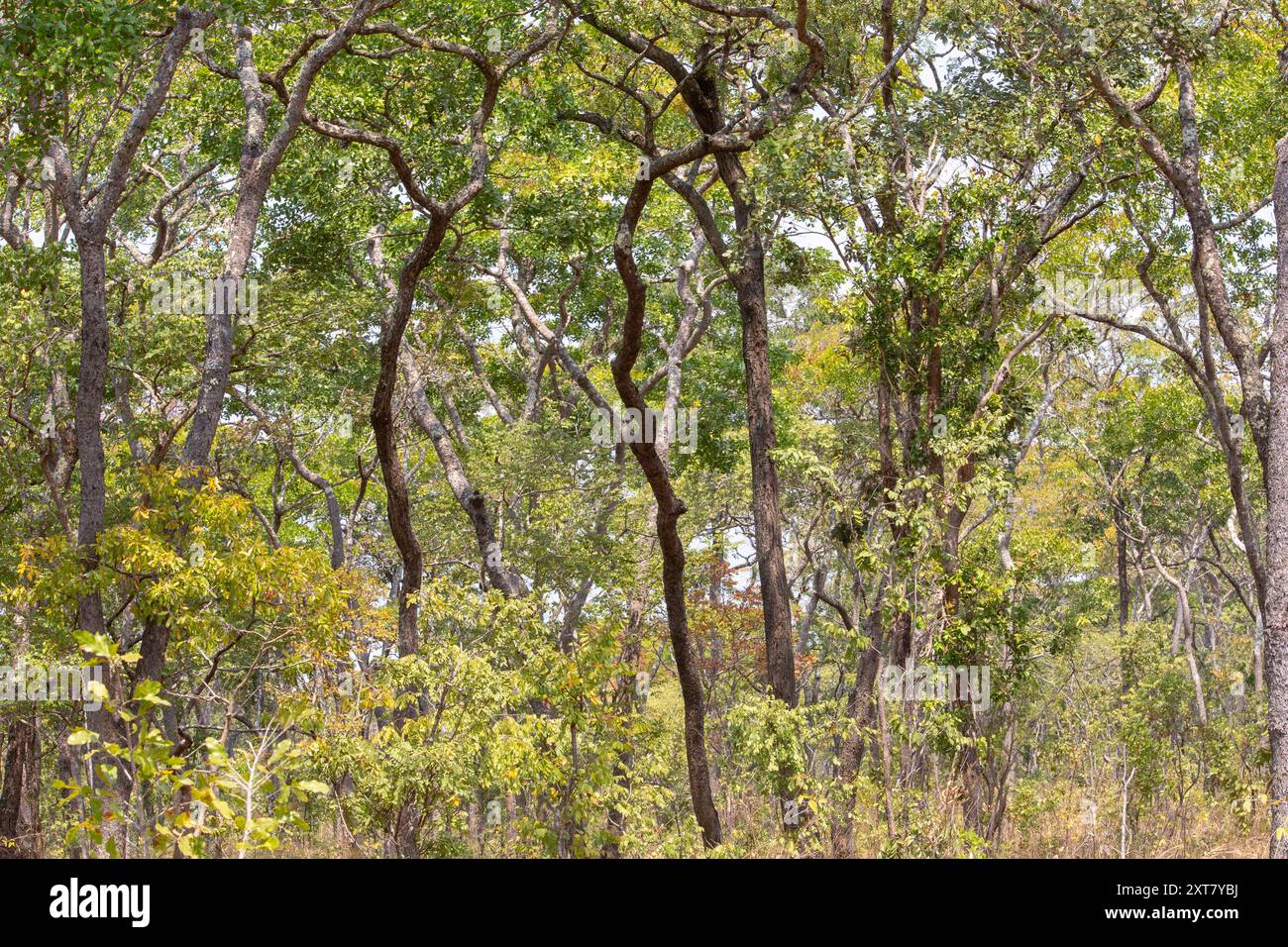 Charakteristischer Blick auf einen hohen Miombo-Wald mit Brachystegia-Bäumen Stockfoto