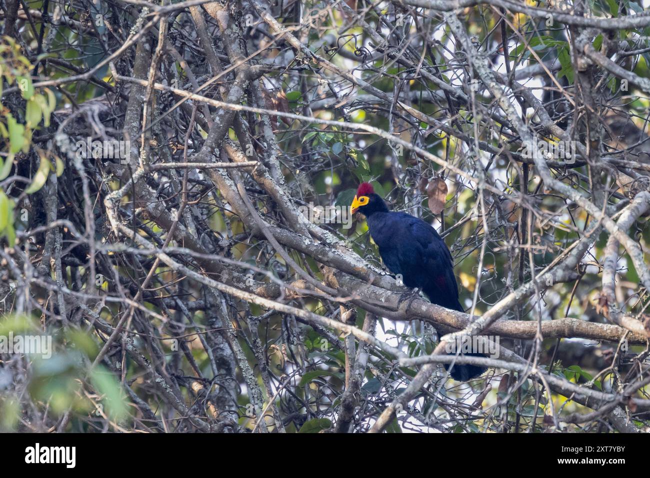 Ross Turaco (Musophaga rossae) oder Lady Ross' Turaco in einem Flusswald Stockfoto