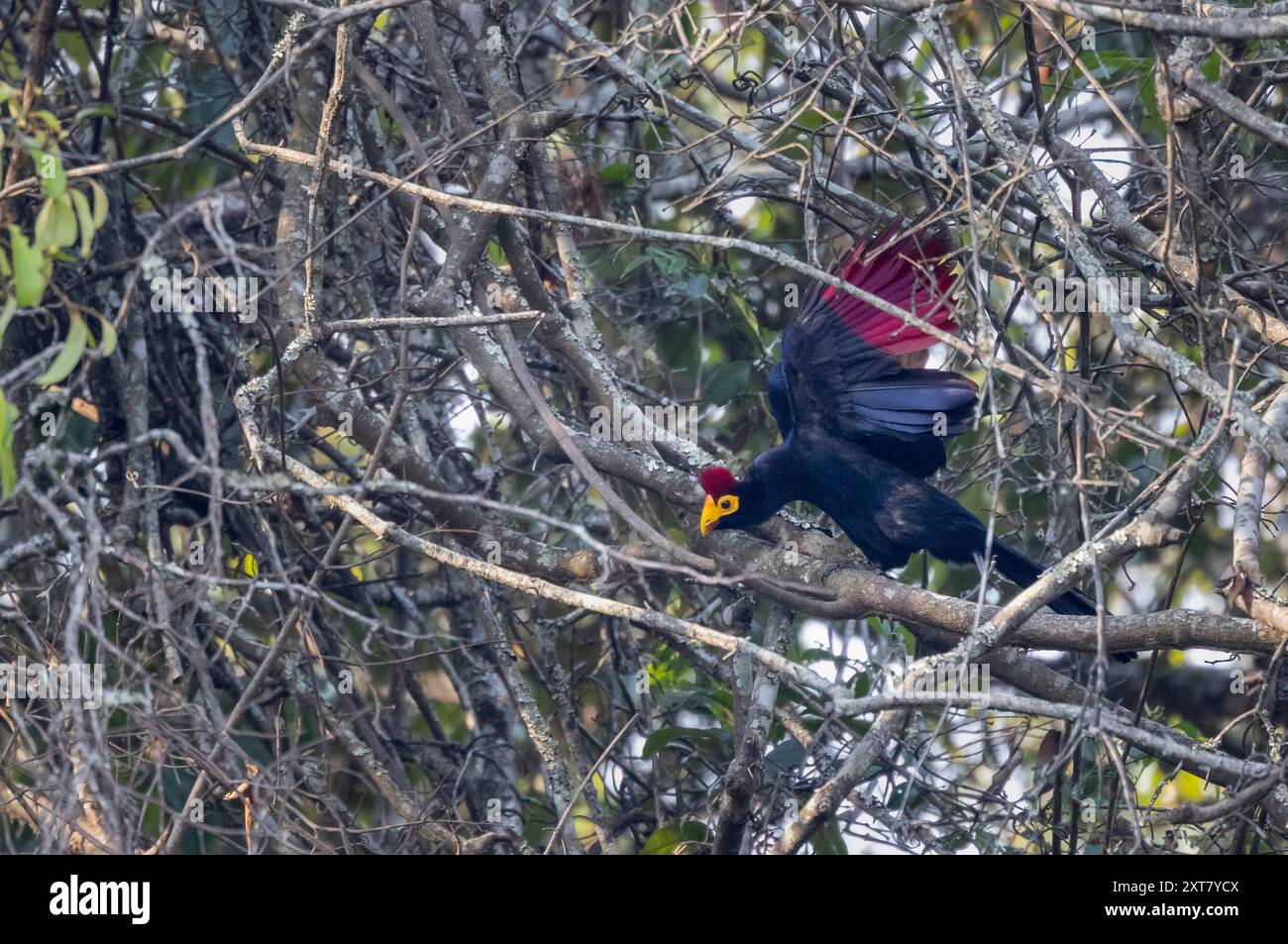 Ross Turaco (Musophaga rossae) oder Lady Ross' Turaco in einem Flusswald Stockfoto