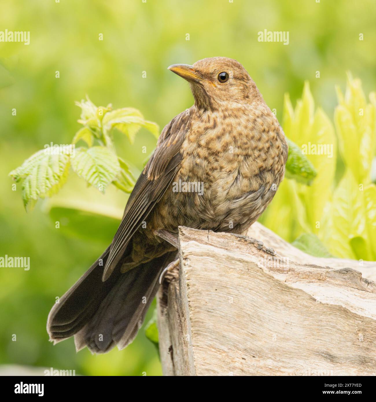 Schwarzvogel, Jugendlicher Stockfoto