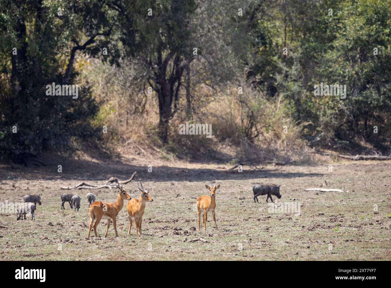Puku und eine Gruppe von Warzenschweinen, die während der Trockenzeit Wafwa fressen Stockfoto