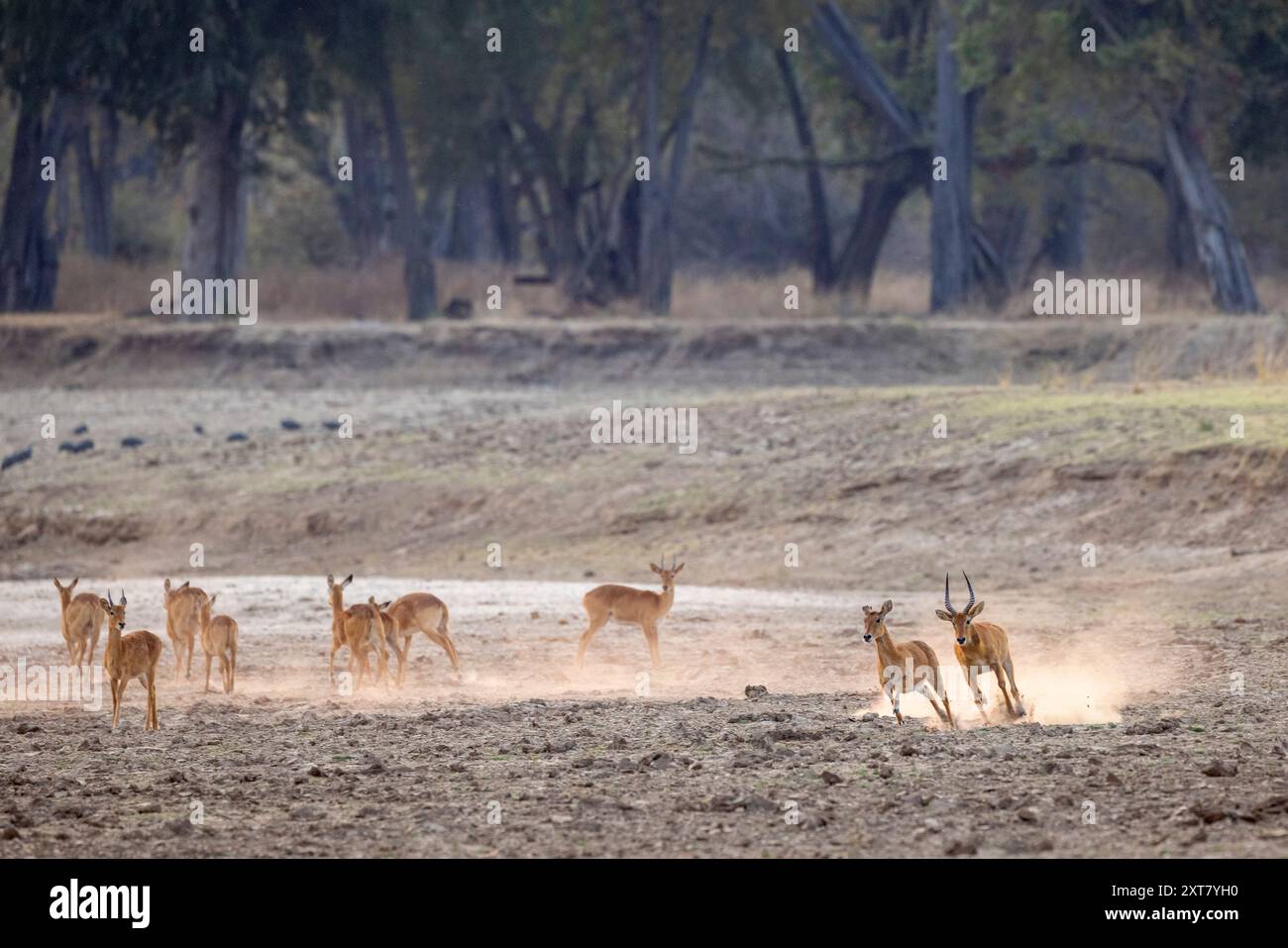 Malerischer Blick auf eine Puku-Herde (Kobus vardonii) mit einem Widder, der in der Abenddämmerung im trockenen Fluss Luangwa ein Weibchen jagt Stockfoto