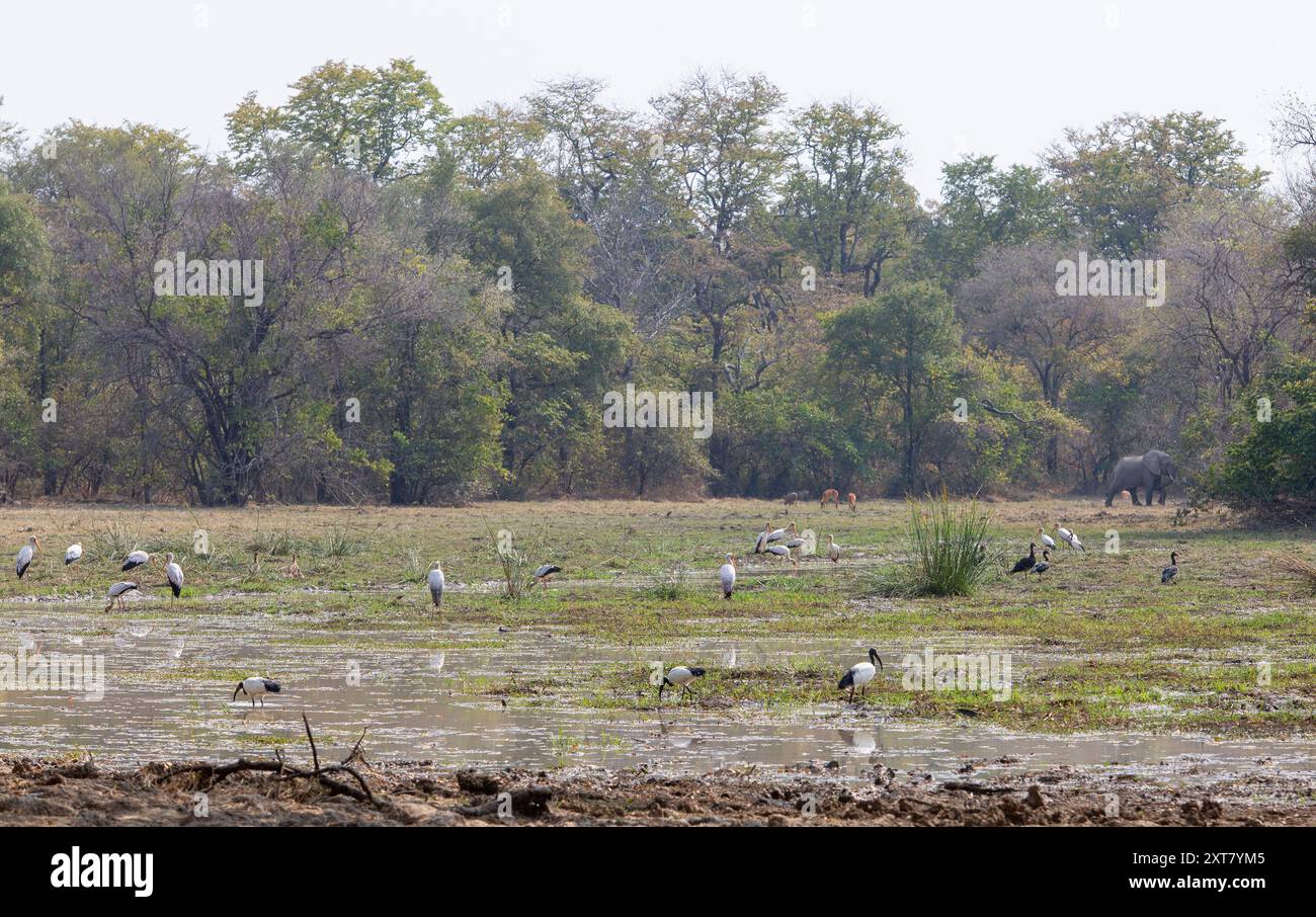 Malerischer Blick auf ein Wafwa mit einer Vielzahl von Tierarten, darunter heiliger Ibis, Gelbschnabelstörche, Gänse, Puku, Warzenschweine und Elefantengebühr Stockfoto