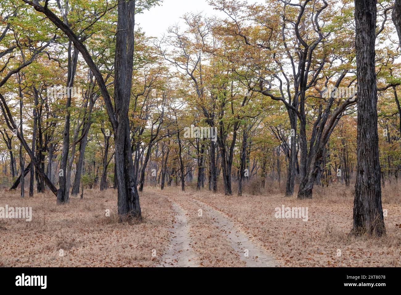 Einfache Schotterstraße, die in einen Wald von Mopane (Colophospermum mopane) im Lumimba GMA neben dem Luambe National Park führt Stockfoto