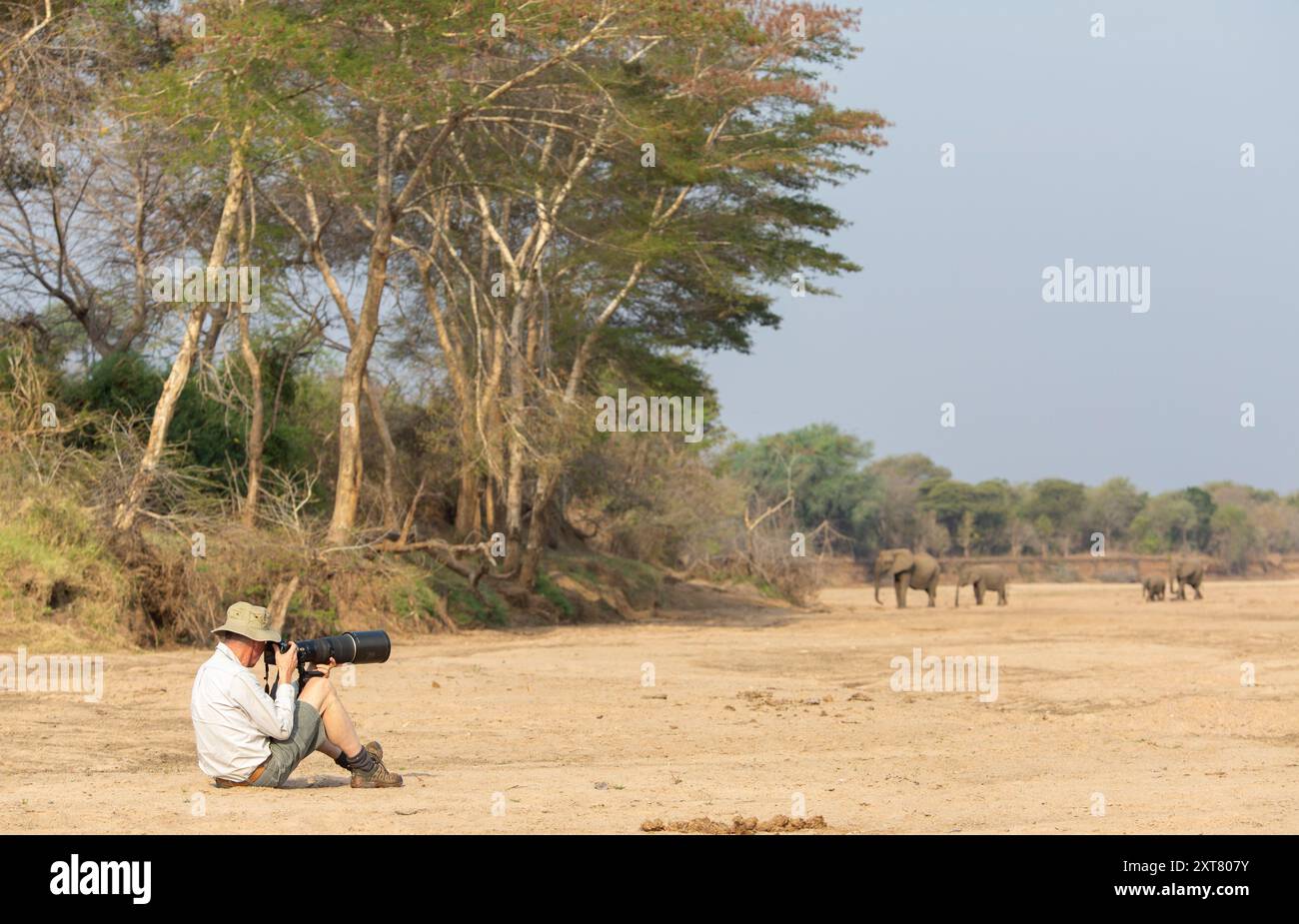Tierfotograf mit einer langen Linse, der eine kleine Zuchtherde afrikanischer Elefanten (Loxodonta africana) über ein trockenes Flussbett im L fotografiert Stockfoto