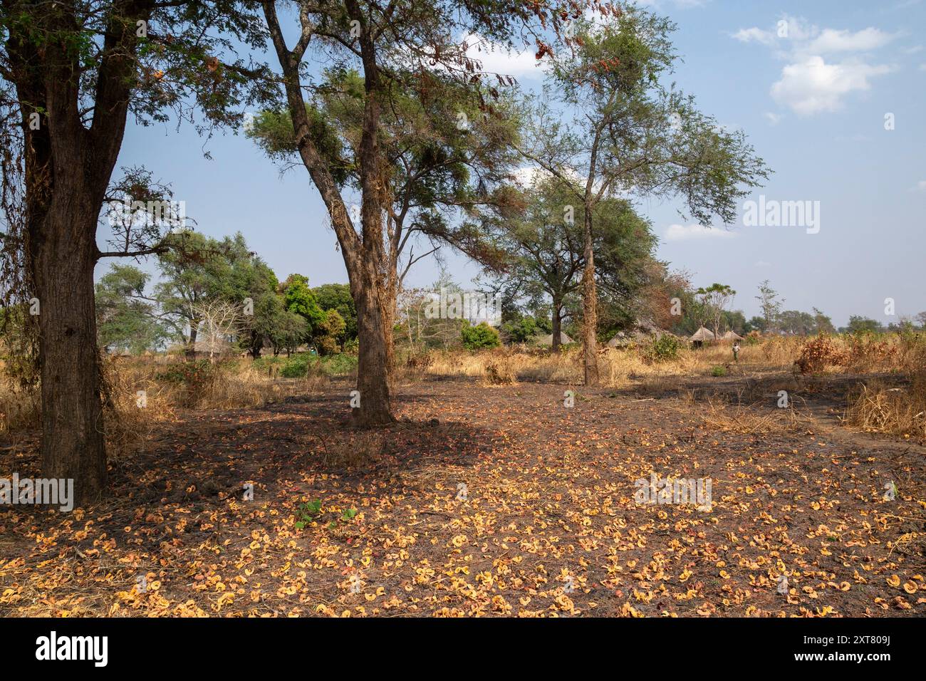 Winterdornbäume und Samen mit einer Gruppe von strohgedeckten Hütten im Hintergrund bei Chitungula im Lumimba GMA zwischen Luambe und North Luangwa Stockfoto