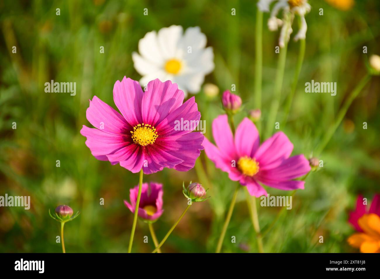 Mexikanische Aster oder Cosmos bipinnatus Cav. Im hellen Sonnenlicht. Stockfoto