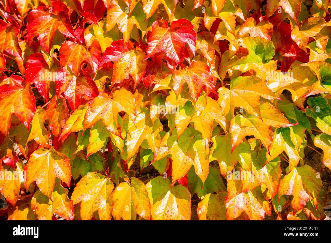 Herbstlaub in der Sonne. Rote gelbe Traubenblätter. Natürlicher Hintergrund. Stockfoto