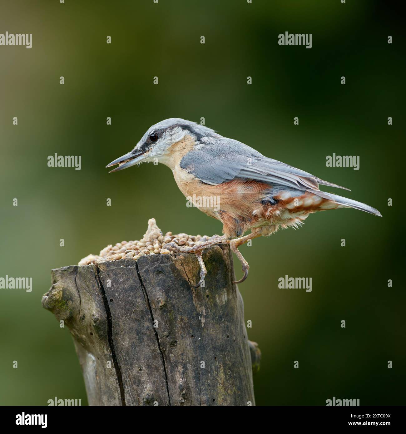 Paridae, Vogel- und Tierwelt im Außenökosystem mit insektenfressenden, natürlichen Lebensräumen und Erhaltung der Artenvielfalt. Tier, Flügel und Evolution, Schädling Stockfoto
