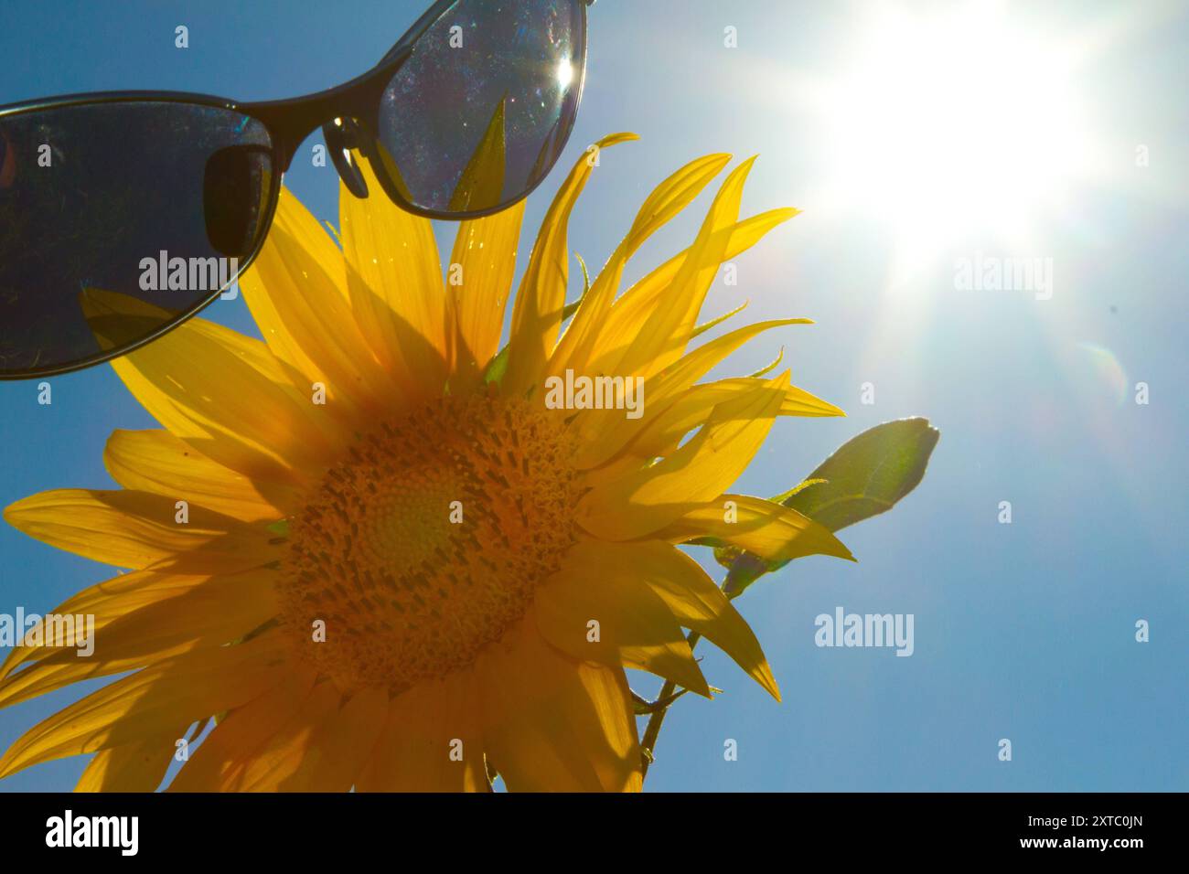 Auf den richtigen Sonnenschutz kommt es an: Blick am Dienstag 13.08.2024 unweit von Gielow Landkreis Mecklenburgische Seenplatte auf eine Sonnenbrille über einer Sonnenblume. In Mecklenburg Vorpommern herrschen derzeit hochsommerliche Temperaturen. Und auch für die kommenden Tage versprechen die Metrologen für den Nordosten überaus sonniges Wetter. So kann man zwischen Ostsee und Seenplatte nicht nur den Strand, sondern auch die Natur genießen. Getreu dem Motto Sommer, Sonne, Sonnenbrille, Sonnenblume. *** Es dreht sich alles um den richtigen Sonnenschutz Blick auf eine Sonnenbrille über einer Sonnenblume in der Nähe Stockfoto