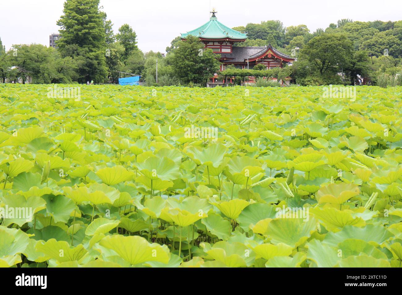 Frische grüne Lotusblätter am Shinobazu Pond (Ueno Park) in Tokio, Japan Stockfoto