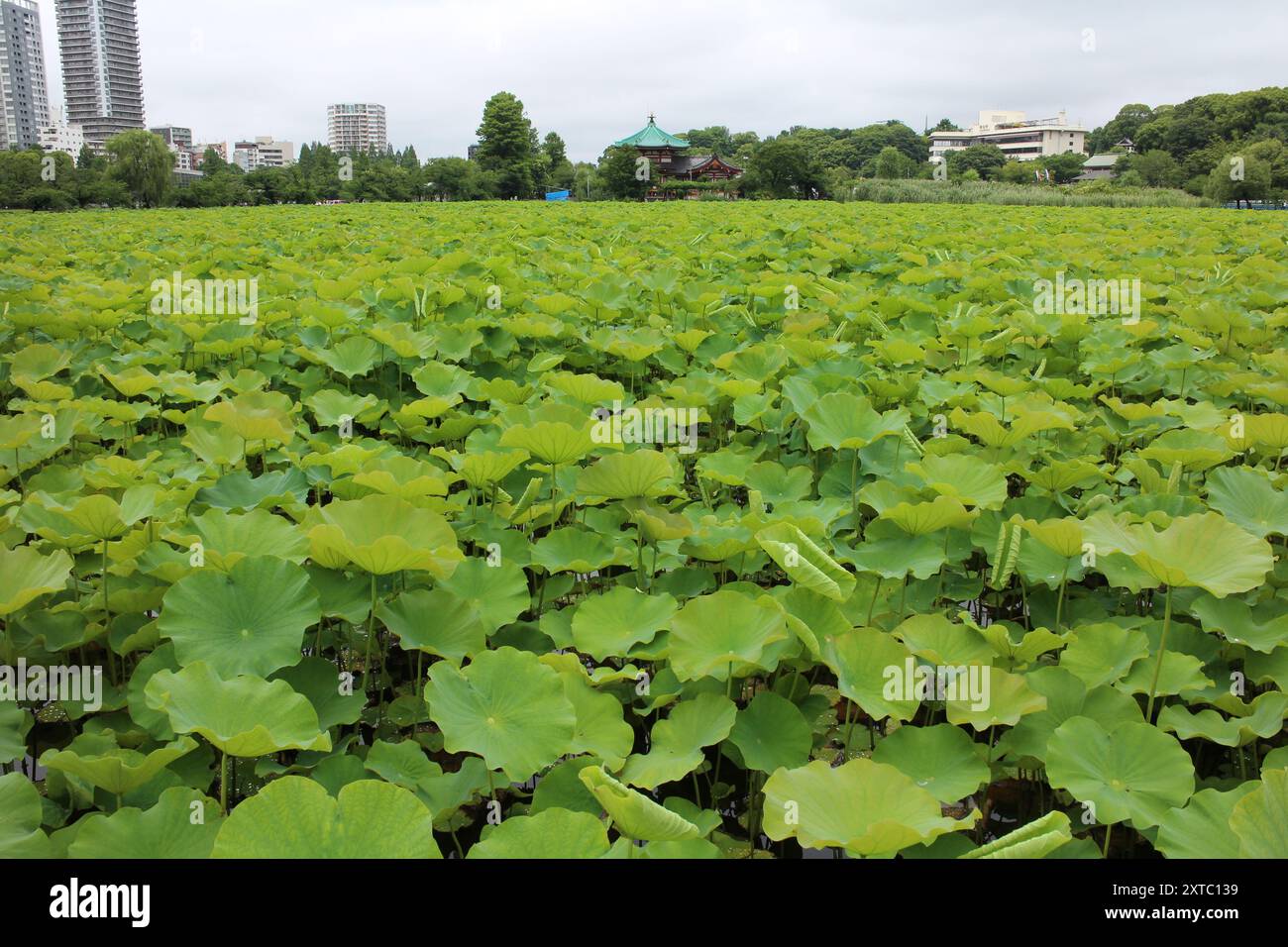 Frische grüne Lotusblätter am Shinobazu Pond (Ueno Park) in Tokio, Japan Stockfoto