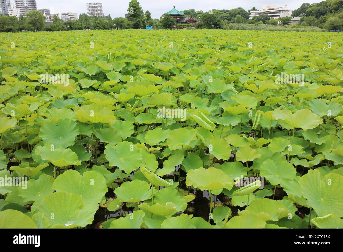 Frische grüne Lotusblätter am Shinobazu Pond (Ueno Park) in Tokio, Japan Stockfoto