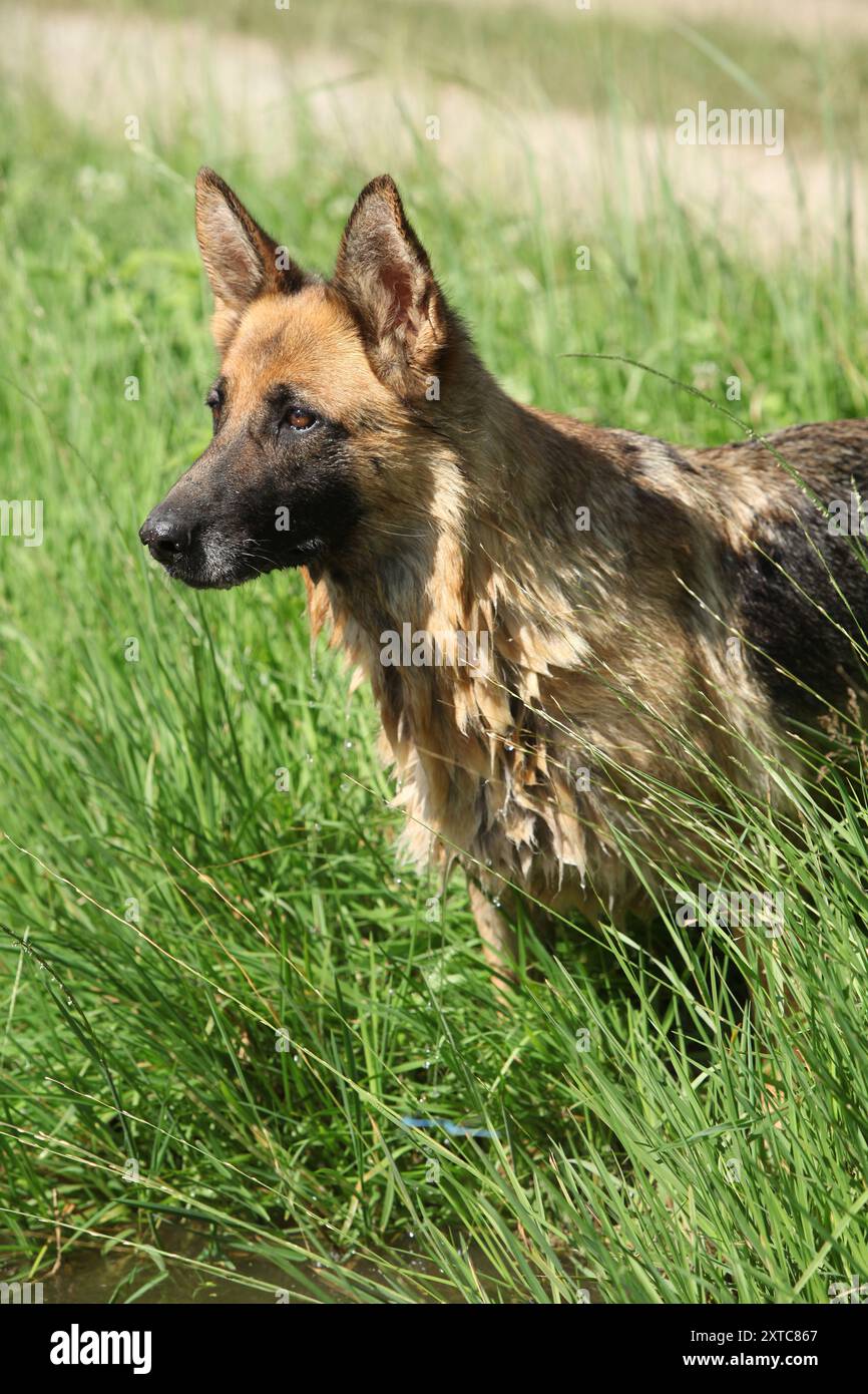 Erstaunlicher deutscher Schäferhund im Gras in der Nähe des Wassers, nach dem Schwimmen Stockfoto