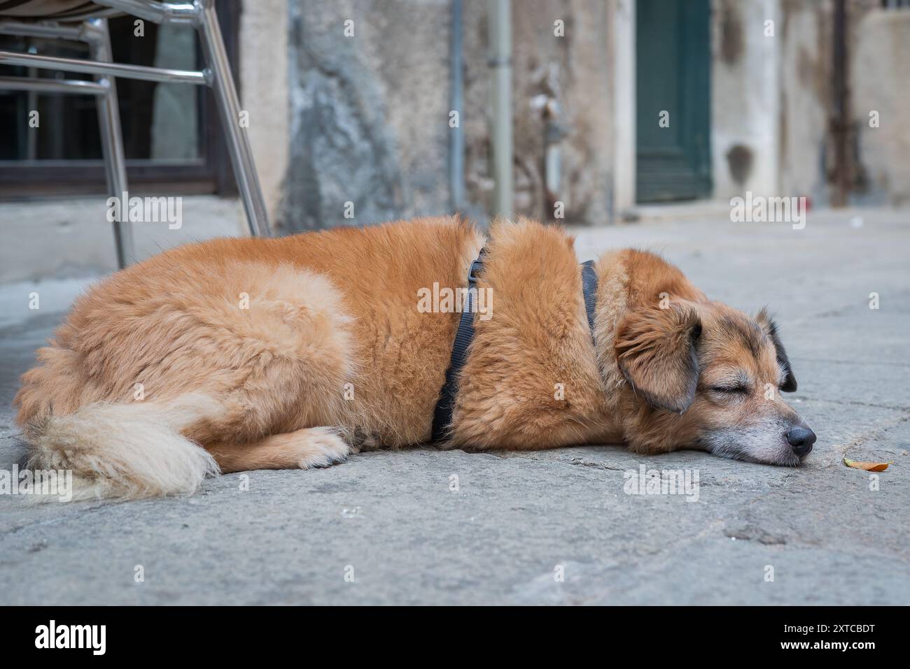 Nahaufnahme eines Mischhundes, der auf einem Hintergrund der Straße schläft. Schlafender Mischhund (Mongrel). Stockfoto