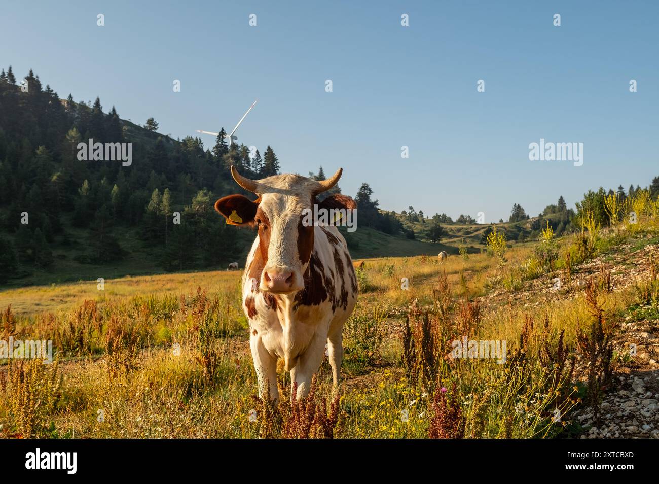 Blick auf die Berglandschaft mit Kühen, die im Wald weiden. Stockfoto