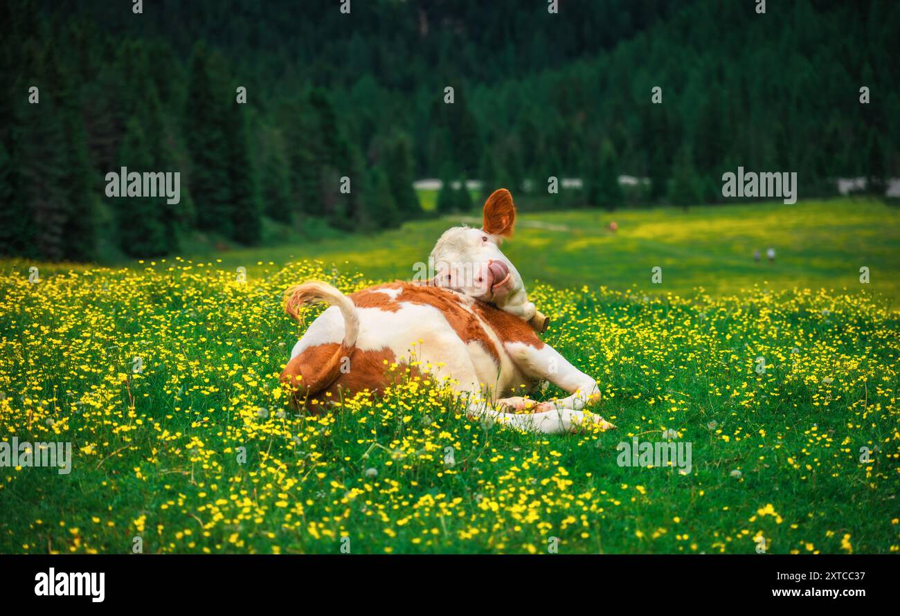 Lustige Kuh auf grüner Wiese mit gelben Blumen Stockfoto