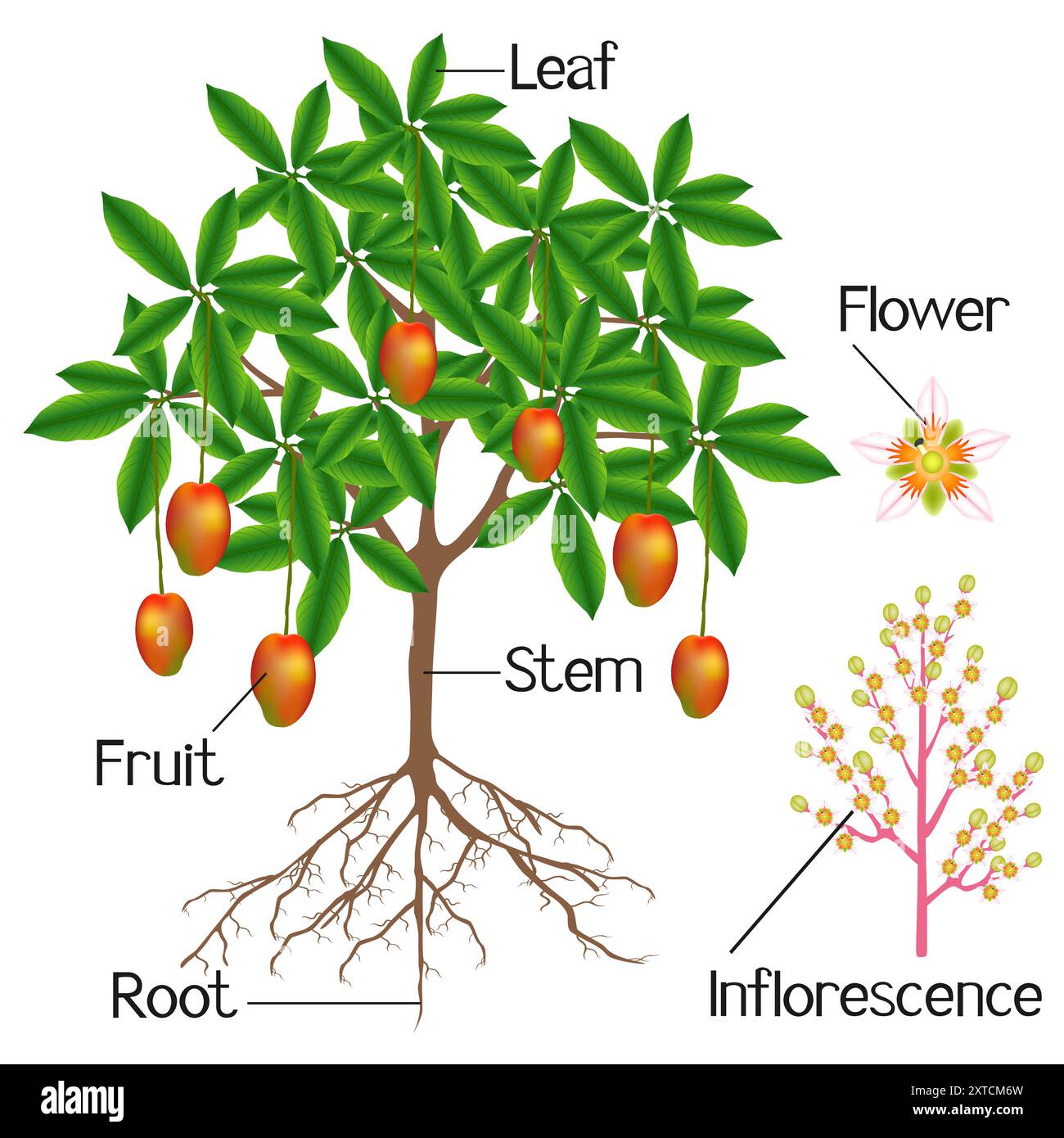 Die Struktur der Mangopflanze ist auf weißem Hintergrund dargestellt. Stock Vektor