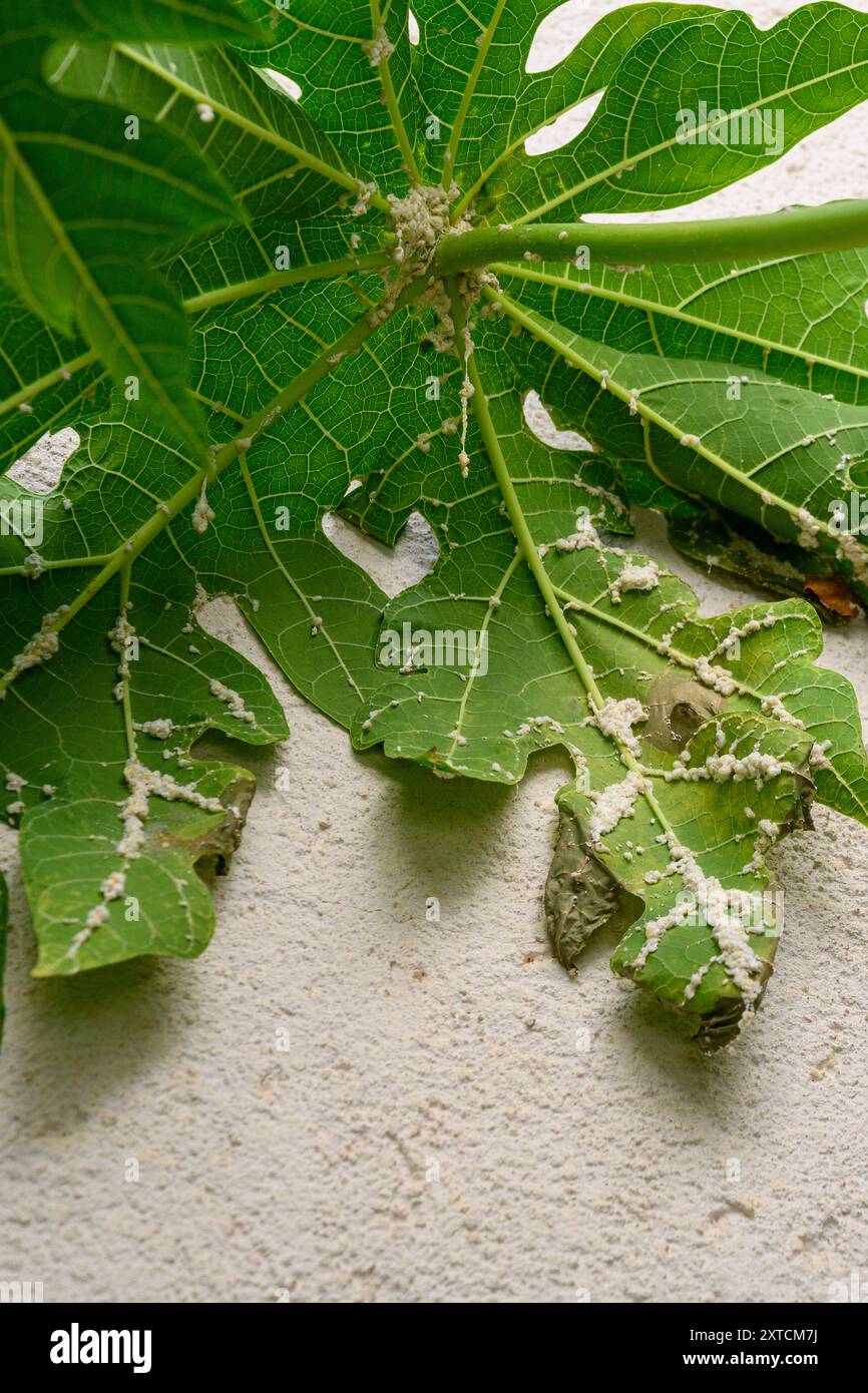 Gruppe von Mehlkäfern (Icerya aegyptiaca). Auf der Unterseite eines Blattes eines weiblichen Papaya-Baumes (Carica Papaya), fotografiert im Juli in Israel Stockfoto