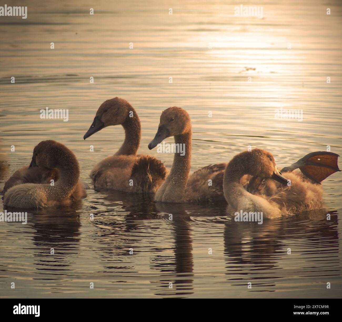 Junge Zygneten, die während des Sonnenuntergangs der Golden Hour sanft auf dem Calm Lake schwimmen Stockfoto