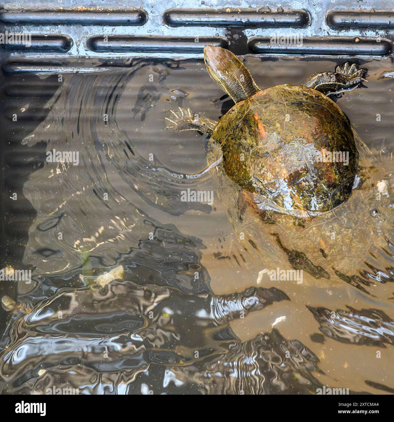 Die Balkanterrapin (Mauremys rivulata) ist eine Art der Terrapin aus der Familie der Geoemydidae. Sie kommt im östlichen Mittelmeer vor Stockfoto